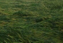 उदलियास क्षेत्र में तेज अंधड़, बारिश और ओलावृष्टि से फसलों को नुकसान