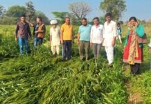 बड़ा महुआ में बारिश व ओला गिरने से किसानों के फसल खराबे को देखते हुए पटवारी व ग्रामसेवक अधिकारी मौके पर पहुंचे