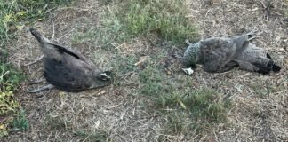 लाडपुरा में शिकार की बड़ी वारदात: जहरीला दाना डालकर 4 मोरों को उतारा मौत के घाट, आदतन शिकारी गिरफ्तार