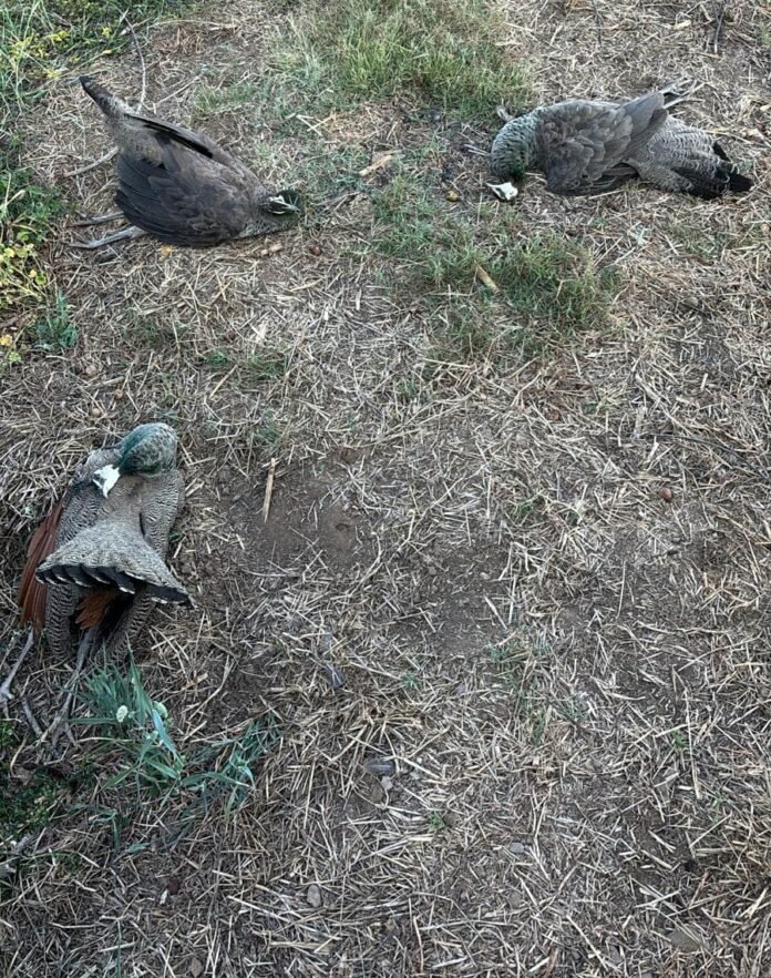 लाडपुरा में शिकार की बड़ी वारदात: जहरीला दाना डालकर 4 मोरों को उतारा मौत के घाट, आदतन शिकारी गिरफ्तार