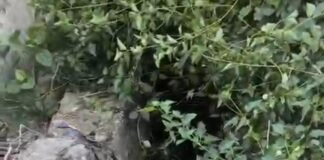 खुली पड़ी नाले में गिरा मवेशी, ग्रामीणों ने निकाल